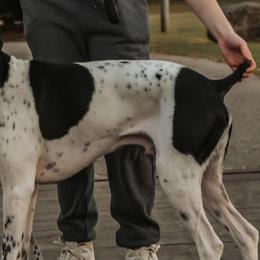 German Shorthaired Pointers from Freemans' GSP's