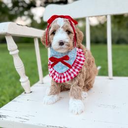 Luckie - Apricot female Goldendoodle puppy in Ooltewah, Tennessee from Allison Family Doodles