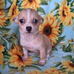 NOVA - Fawn female Chihuahua puppy in Bell, Florida from BellCrist Aussies