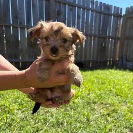 Rosie - Sable female Yorkshire Terrier puppy in Beulaville, North Carolina from Sunset Ranch