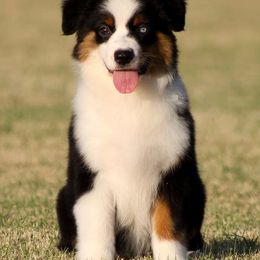 Crystsl - Miniature American Shepherd