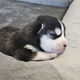 Marmot - Black and white female Pomsky puppy in Stover, Missouri from Lx2 County Line Pomskis