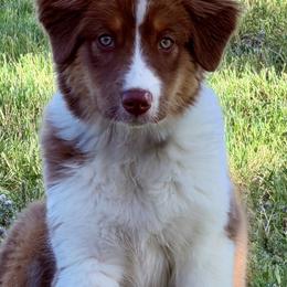Carnation - red tri female - Red tri-color female Australian Shepherd puppy in Texas from Wray Aussies