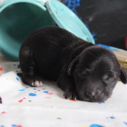Kelly - Black female Dachshund puppy in Pace, Florida from Shoebox Doxie’s