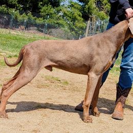 Sage - Doberman Pinscher