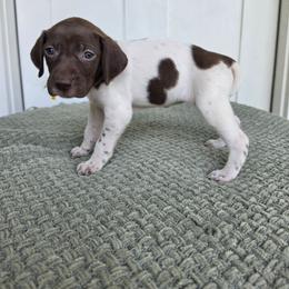 Yellow Girl - Liver and white female German Shorthaired Pointer puppy in Nampa, Idaho from Heart Mountain Cavaliers & Floating Feathers Kennel