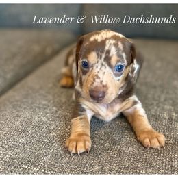Dachshund Puppies from Lavender and Willow Dachshunds