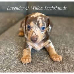 Dachshund Puppies from Lavender and Willow Dachshunds
