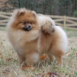 Kerry - Pomeranian
