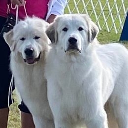 Great Pyrenees and Russell Terriers from Aabras Great Pyreneez