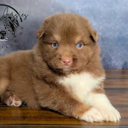 Valentino - Red tri-color male Australian Shepherd puppy in Fultonville, New York from Sandy Aussies & Pomeranians