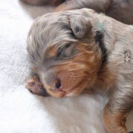 Bernedoodle and Goldendoodle Puppies from Central Texas Doodles, LLC.