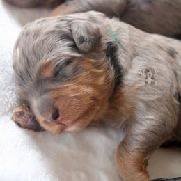 Bernedoodle and Goldendoodle Puppies from Central Texas Doodles, LLC.