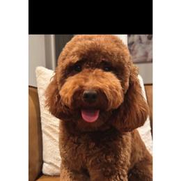 Faith - Goldendoodle