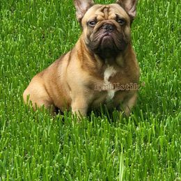 French Bulldog All Grown Up from Bullistik® Knl