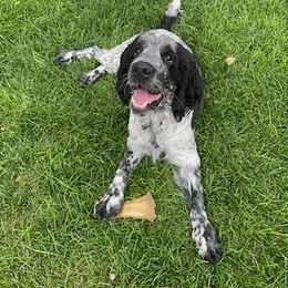 English Springer Spaniel All Grown Up from Wyoming Springer Spaniels