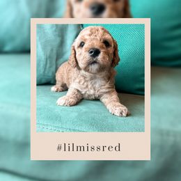 Goldendoodle Puppies from The Dood Effect