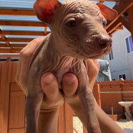 Espresso - Chocolate female American Hairless Terrier puppy in Sacramento, California from Gold Rush Kennels