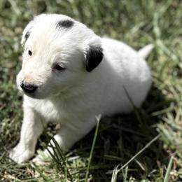 3D - White ticked male Border Collie puppy in Salem, Indiana from Hidden Creek