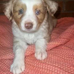 Miniature Australian Shepherd Puppies from Magnolia Aussies