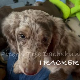 TRACKER - Dapple male Dachshund puppy in Shelton, Connecticut from Piper’s Tree Dachshunds