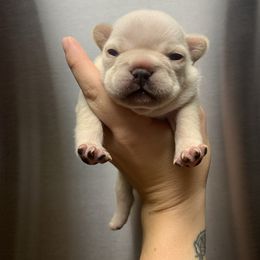 Boy 1 - White male French Bulldog puppy in Coatesville, Pennsylvania from The Chipper Frenchie