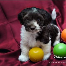 Havanese Puppies from Willow Springs Havanese