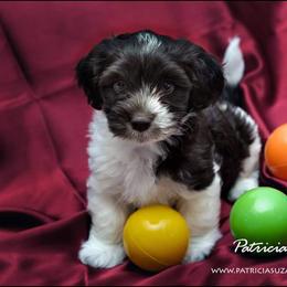 Havanese Puppies from Willow Springs Havanese