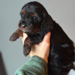 Nomad - Black and tan male Cavapoo puppy in Battle Lake, Minnesota from Panda Puppies