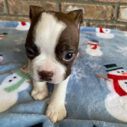 Maisie AKC - Red female Boston Terrier puppy in Imperial, Missouri from Boston Kup Breeders