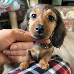 Burgundy - Red female Dachshund puppy in Federal Way, Washington from TopTeckel Kennels