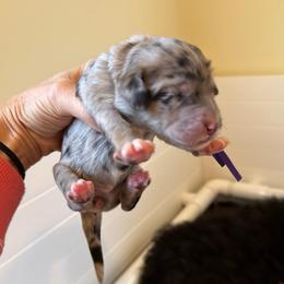 Girl  purple - Blue merle female Bernedoodle puppy in Bend, Oregon from Bella Ridge Farms & Dapper Doodles