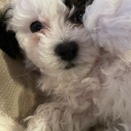 Zoey - Black and white Companion Cross puppy in Albany, New York from CocoPuff Breeders
