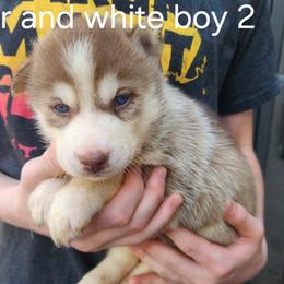 Copper and White Boy 2 - Brown and white male Siberian Husky puppy in Jonesboro, Arkansas from L & A Animal House Siberian Huskies