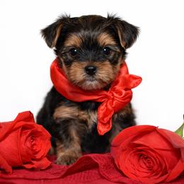 Boy 2 - Black and tan male Yorkshire Terrier puppy in Carmichael, California from Mckeever's Yorkies
