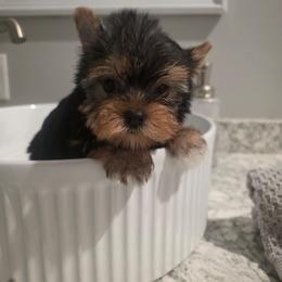 Ansley - Black and tan female Yorkshire Terrier puppy in Clermont, Florida from Bella's Prissy Butts