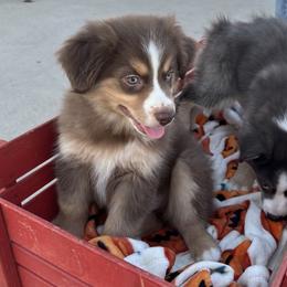 August - male Miniature Australian Shepherd puppy in Wolfe City, Texas from Susan Warnock