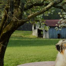 Australian Shepherd Puppies from KT’s Aussies