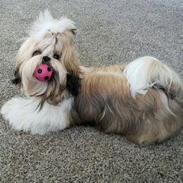Shih Tzu Puppies from Jazzie Shih Tzu
