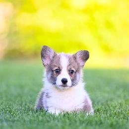 Burger - Red male Pembroke Welsh Corgi puppy in Mona, Utah from Sorensen Corgis