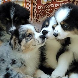 Australian Shepherd Puppies from Winsome Aussies