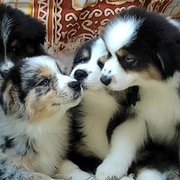 Australian Shepherd Puppies from Winsome Aussies
