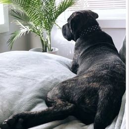 Cane Corso All Grown Up from Jacqualyns Cane Corso