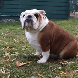 Kooper - Bulldog