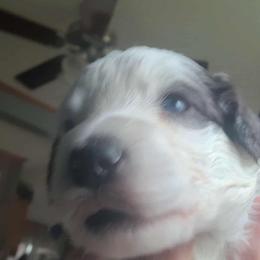 Bernedoodle Puppies from Daisy's Doodles