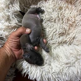 Italian Greyhound Puppies from Fisher Link