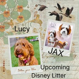 Australian Labradoodle puppies from Glory Labradoodle’s