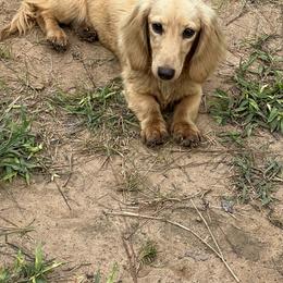 Dachshund Puppies from Camacho_Dachshunds