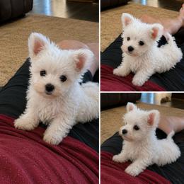 Little Bit - White female Maltipoo puppy in Ashville, Alabama from LMC Pups