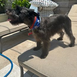 Kendall - Miniature Schnauzer